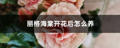 丽格海棠开花后怎么养