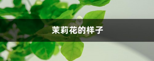 茉莉花的样子，茉莉花图片