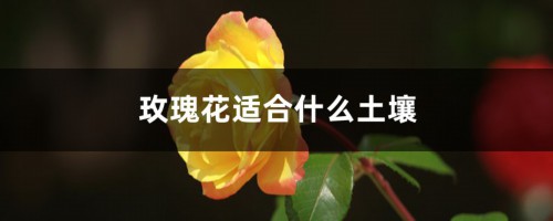 玫瑰花适合什么土壤