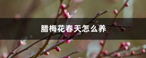 腊梅花春天怎么养