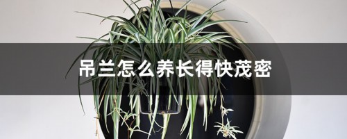 吊兰怎么养长得快茂密