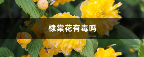 棣棠花有毒吗，可以种在家里吗